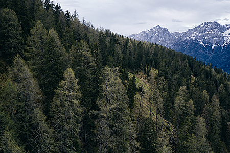 Holz als Klimaschützer