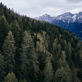 Wald in Osttirol in den Lienzer Dolomiten
