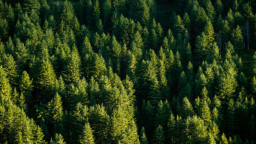 Wald Osttirol Rohstoff Theurl