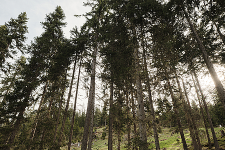 Theurl Austrian Premium Timber Wald Osttirol