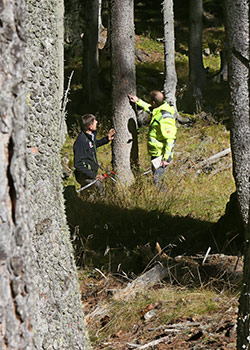 Wir setzten auf den heimischen Wald