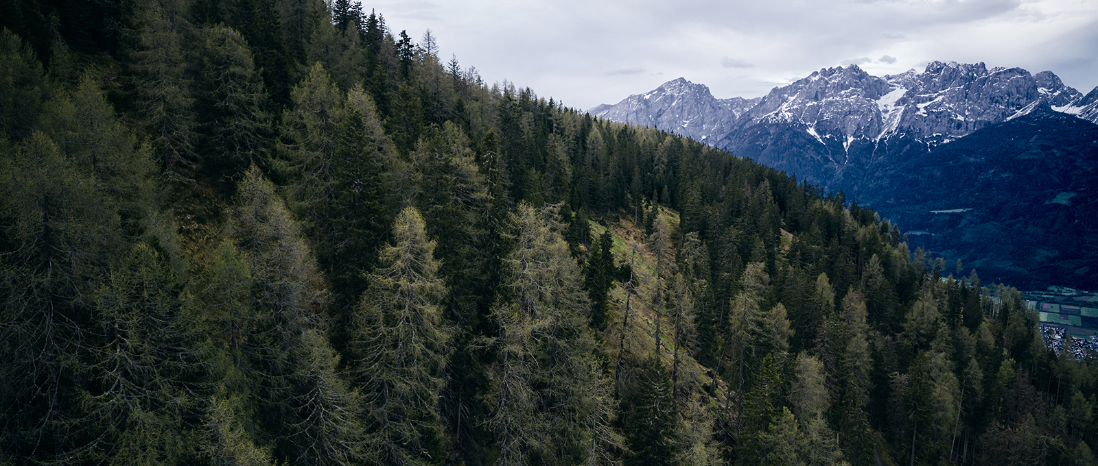 Holz als Klimaschützer