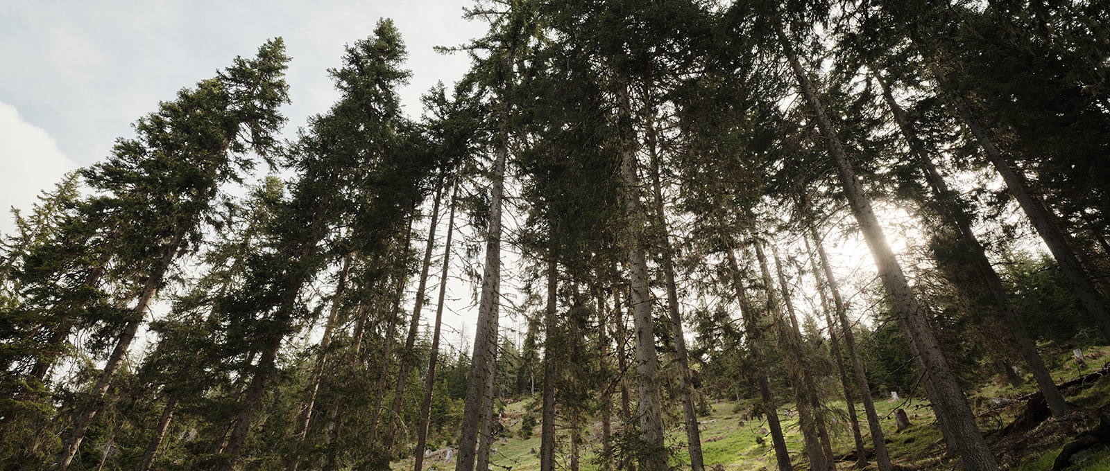 Theurl Austrian Premium Timber Wald Osttirol