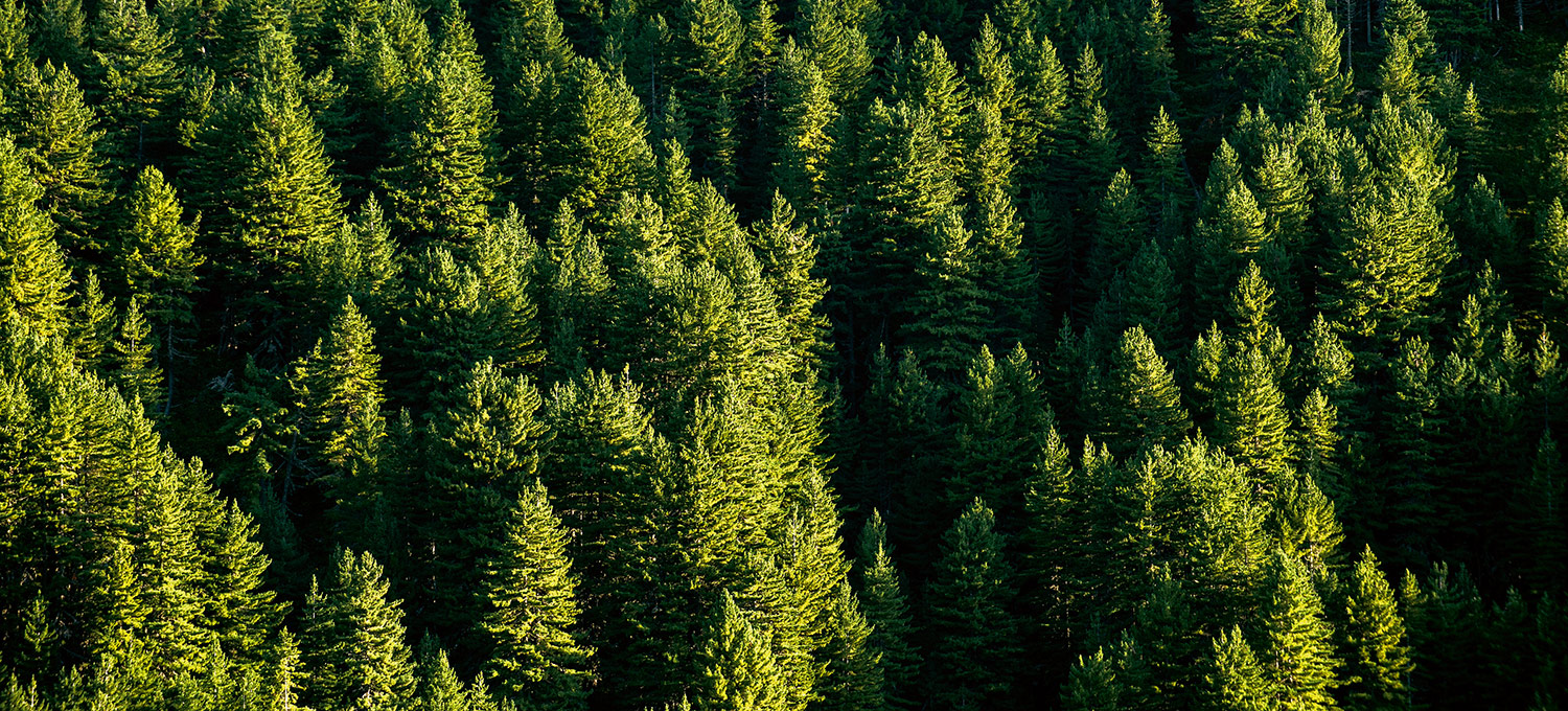 Il legno, la nostra materia prima