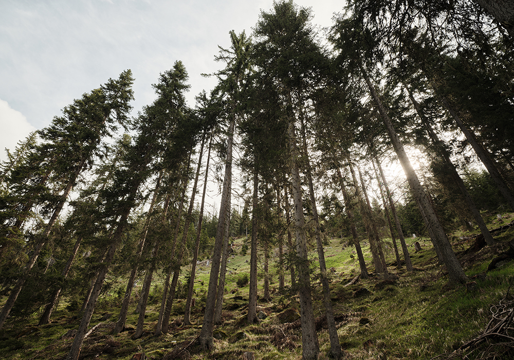Wald Osttirol Theurl Wald Osttirol Theurl